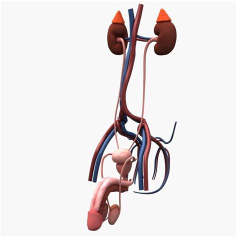 Male Urinary And Reproductive Systems 3d Model 19 Xsi Lxo Ma Obj