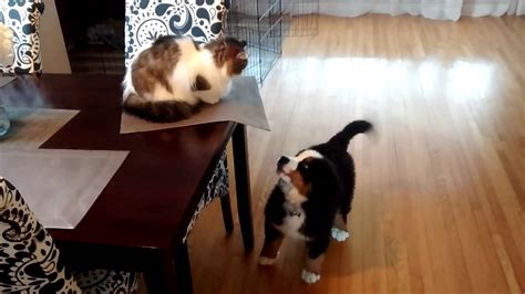 Bernese Mountain Dog Playing With The Cat Youtube