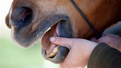Salivary Check Might Assist Affirm Or Rule Out Equine Gastric Ulcers