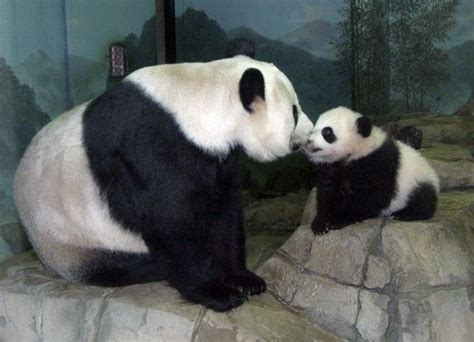 Nov 21 Tai Shan Now 4 Months Old Nuzzles His Mother Mei Xiang The