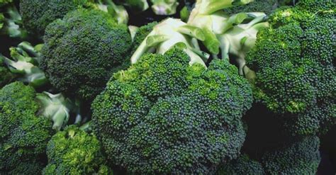 Growing Broccoli The Complete Guide To Planting Growing