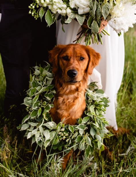 Golden Retriever Wedding Ring Bearer Best Dog Photo By Taylor
