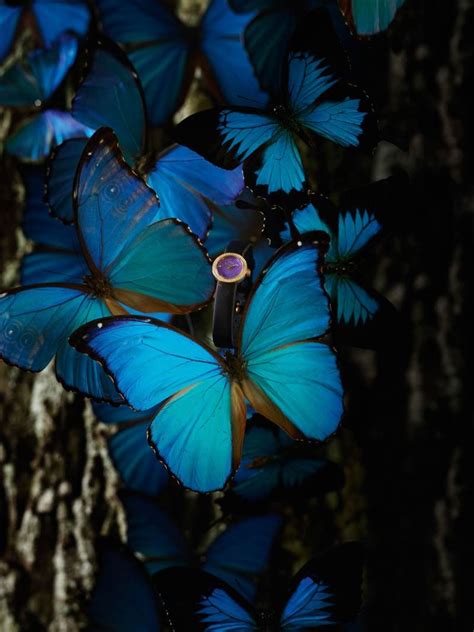 Download Tumblr Blue Morpho Butterfly Wallpaper - Download Free Mock-up