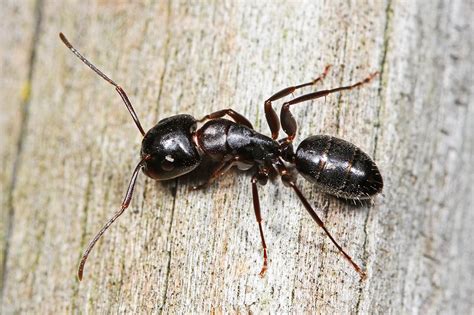 Poison baits, killer sprays, foams. Carpenter Ant Treatment & Carpenter Ant Extermination in ...