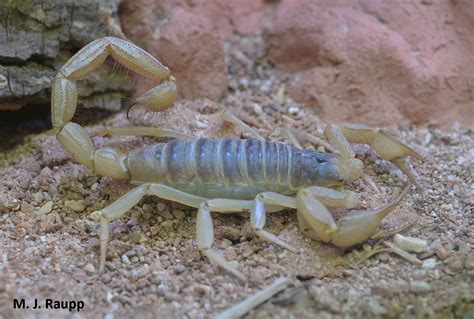 Destination Sonoran Desert A Time To Sting For The Giant Hairy Desert