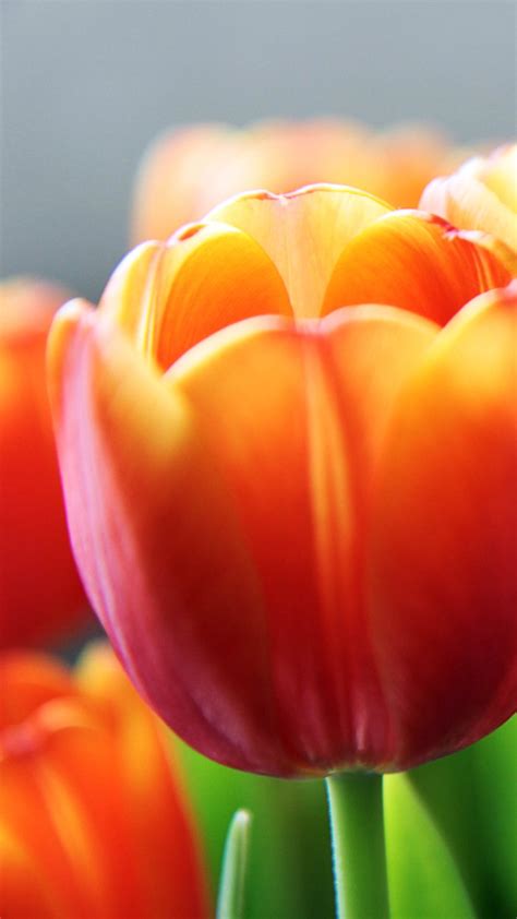Tulip Flower Spring Closeup Android Wallpaper Free Download