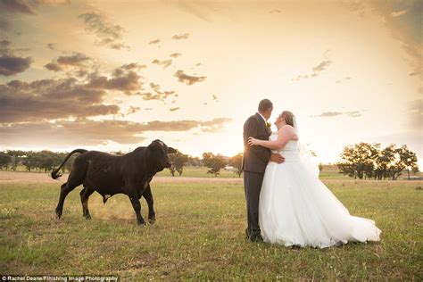 Newly Married Rebecca And Brian Pepper Photobombed By Bull In Photo