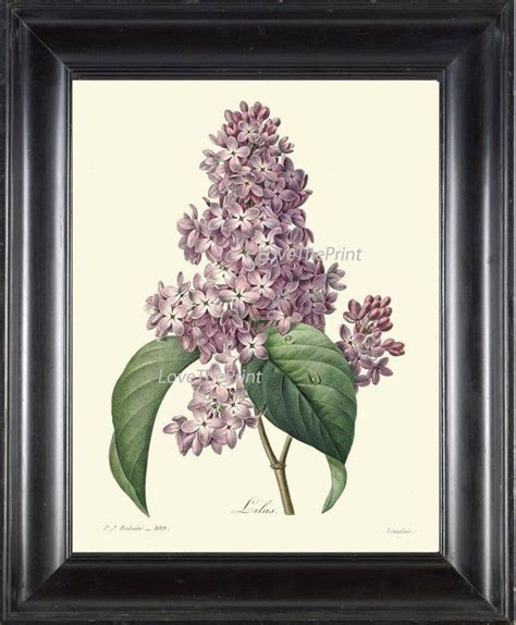 Botanical Print Redoute Flower Art Print 408 Beautiful Antique Lilac