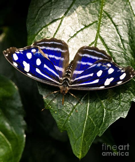 Royal Blue Butterfly 2 Photograph By Terry Elniski Fine Art America