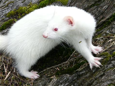 Why Do Albino Animals Have Red Eyes How It Works Magazine