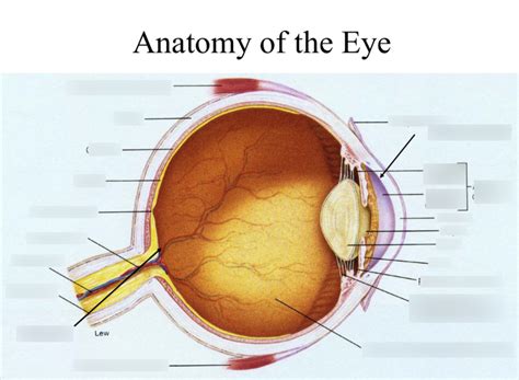 Anatomy Of The Eye Diagram Quizlet