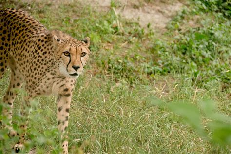Cheetah Predator Big Cat Carnivores Africa Kenya Safari Nature