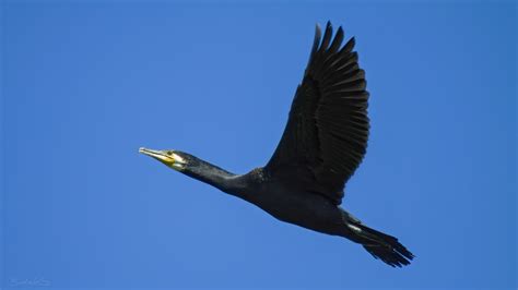 Kormoran czarny - Great Cormorant