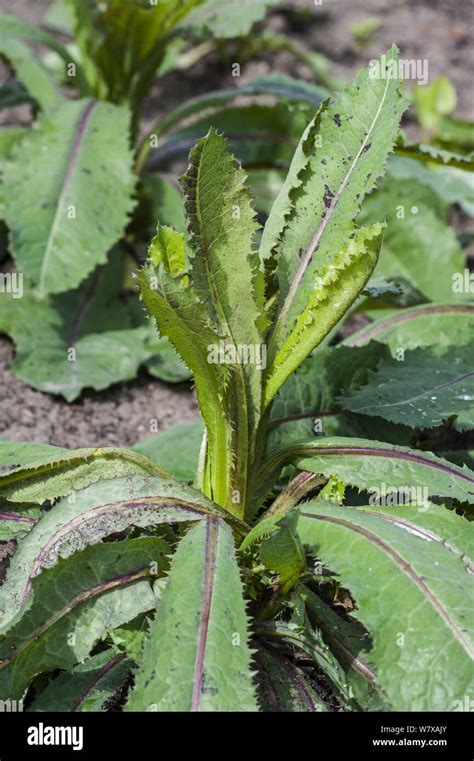 Wild Lettuce Lactuca Virosa Belgium April Stock Photo Alamy