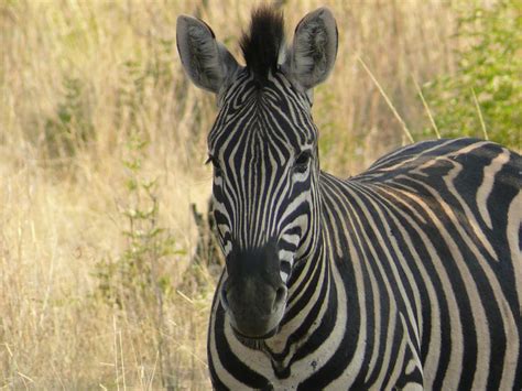 South African Safari Zebra Zebras African Safari Zebra