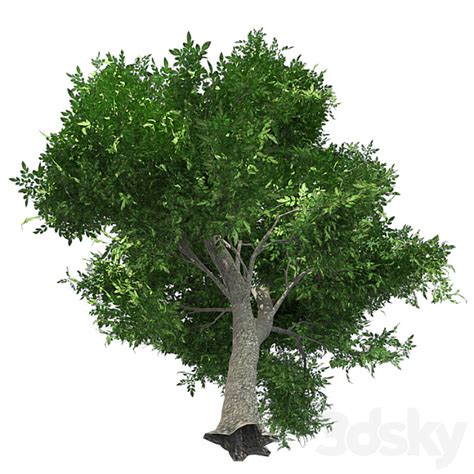 Green Ash Tree Tree 3d Model