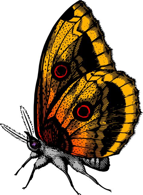 Onlinelabels Clip Art Butterfly 18 Colour