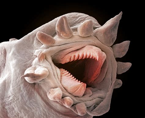 Free Photo Earthworm Under Microscope Annelida Study