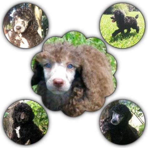 Mildly controversial, but incredibly popular. AKC STANDARD POODLE PUPPIES-CHAMPION PEDIGREE-10 WKS OLD ...