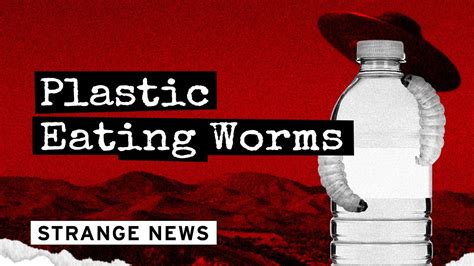 Plastic Eating Worms Youtube