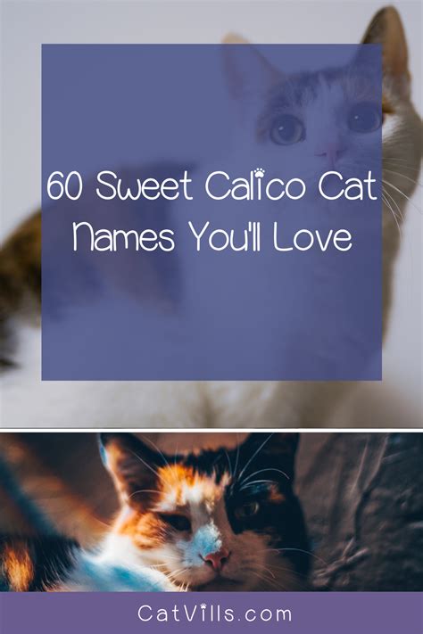 60 Clever Calico Cat Names Youll Adore In 2020 With