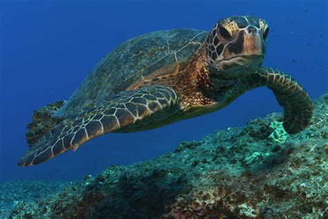 Saving Sea Turtles With Science Sea Turtle Week Noaa Fisheries