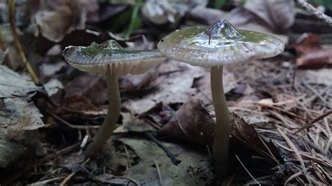 When you are getting bad smell, they have become inedible. slimy cap? - Mushroom Hunting and Identification ...