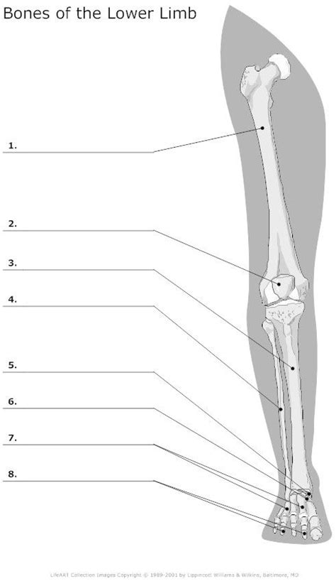 The foot bones shown in this diagram are the talus, navicular, cuneiform, cuboid, metatarsals and calcaneus. Bones of the Lower Limb Unlabeled | I Heart Anatomy ...