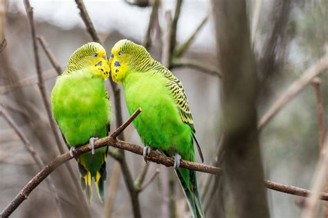 How To Tell The Gender Of A Lovebird Male Vs Female Lovebird