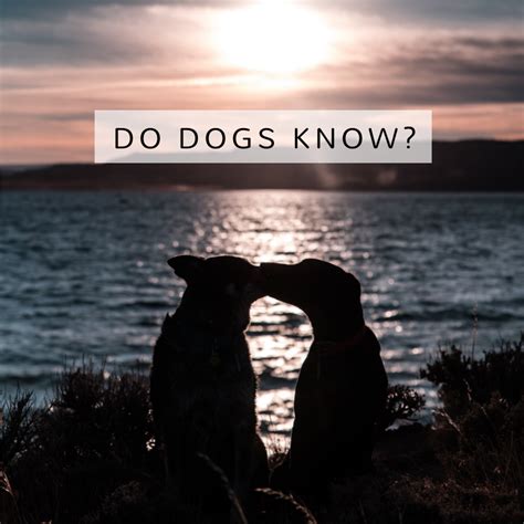 We did not find results for: 12 Signs a Dog Is Dying: What to Do When Your Dog's Health ...
