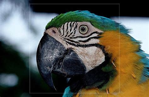 Blue And Yellow Macaw Facts Habitat And Diet Parrot Facts Animal