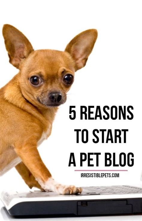 Five Reasons To Start A Pet Blog Irresistible Pets Pet Blog Pet