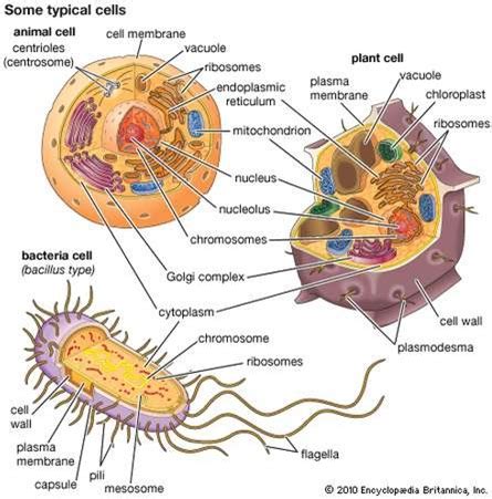 It is a large network of interconnecting membrane tunnels. An Introduction To Cells | A-Level Biology Revision Notes