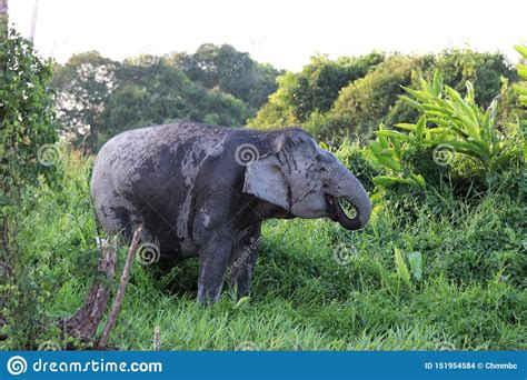 Borneo Pygmy Elephants Elephas Maximus Borneensis Borneo Malaysia