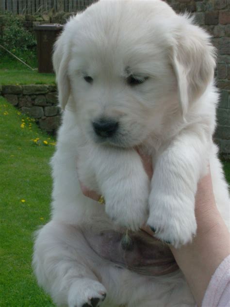 Golden retriever puppy that is ready right now! KC Pedigree Golden Retriever Puppies For Sale | Leek ...