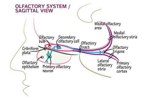 Neuroanatomy Glossary Olfactory Nerve Cn 1 Draw It To Know It