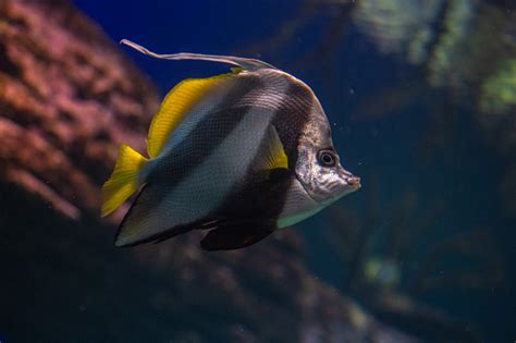 Aquarium De Durban Henri Gouspy Photographie