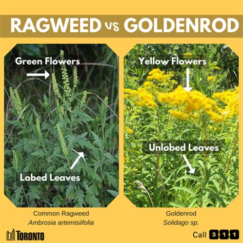 Ragweed Vs Goldenrod What Is Causing My Seasonal Allergies Kim