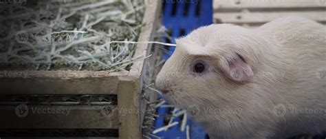 Hamster Branco Pequeno Hamster De Estima O Na Gaiola De Pl Stico E Madeira Foto De