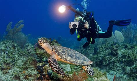 8 Tips For Improving Your Underwater Photographymurex Dive Resorts