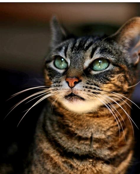 Gorgeous Green Eyed Tabby Beautiful Cats Pictures Tabby Cat Cute