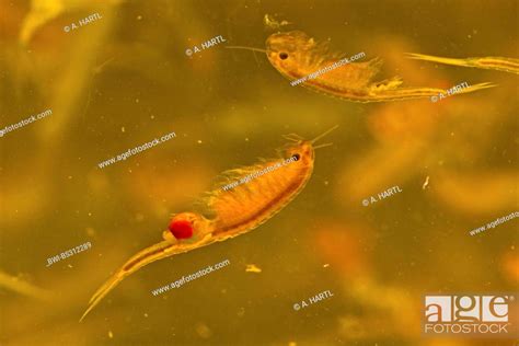 Fairy Shrimp Tanymastix Stagnalis Swimming Female And Male Germany