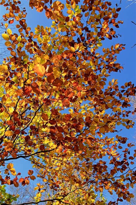 Colorful Autumn Leaves Against Blue Cloudless Sky Sunny Autumn Day