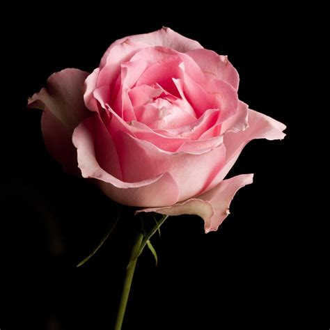 Pink Rose By Chris Ioannou On 500px Planter Des Fleurs Fleur Jardin