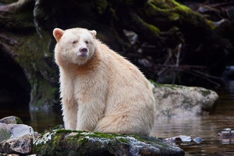Kermode Spirit Bear Sitting On A Rock In A River Kermode Bear