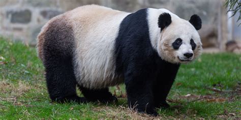 Giant Panda Cub Born At Smithsonians National Zoo Smithsonians