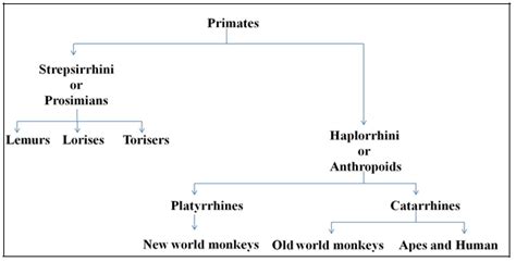 All About Primates Evolution Characteristics Classification