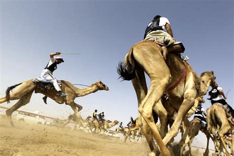 King abdulaziz camel race award competition kicked off on wednesday at remah field in riyadh. Saudi Princess Comes in First at King Abdul Aziz Camel ...