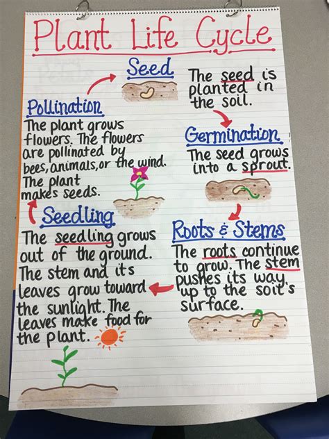 Plant Life Cycle Anchor Chart Teaching Plants Science Lessons Plant