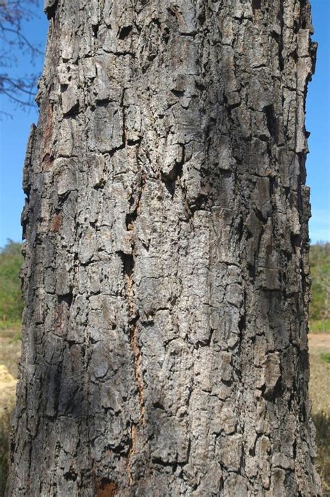 Vatairea macrocarpa Benth Ducke Árvores do Bioma Cerrado